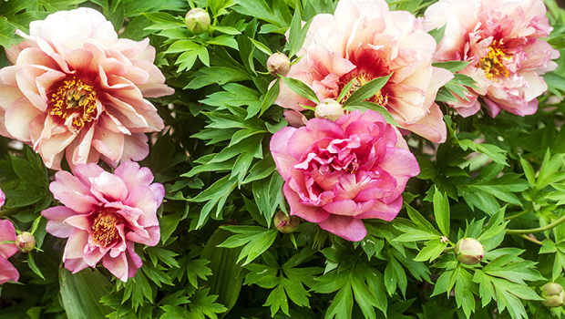 Itoh peonies from Issue 117